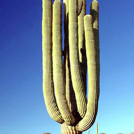 The Giant Saguaro by Douglas Taylor