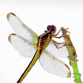 The Green Dragonfly by Scott Cameron