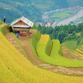 The Harvesting Season by Khanh Bui Phu