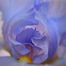 The Heart of Iris by Marilyn DeBlock