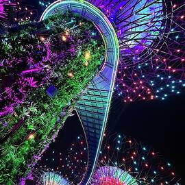 The Illuminated World of the Supertrees by Saving Memories By Making Memories