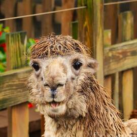 The Joyful Alpaca by Karen Silvestri