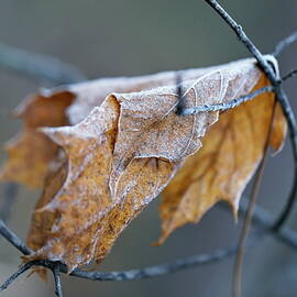 The Last February Leaf With Frost in Woodland  by Aleksandrs Drozdovs