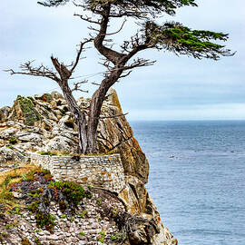 The Lone Cypress by Bill Gallagher