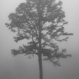 The Lonely Tree by Bobby Ryan