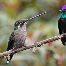 The meeting - Female and Male magnificent hummingbird by Jurgen Bode