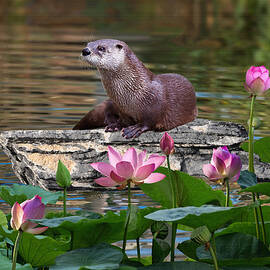 The North American River Otter by Spadecaller