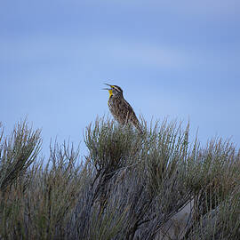 The Oregon State Bird by David Barker