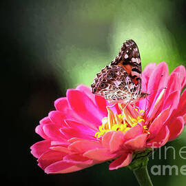 The Painted Lady Butterfly by Sharon McConnell