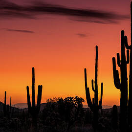 The Painted Sonoran Skies  by Saija Lehtonen