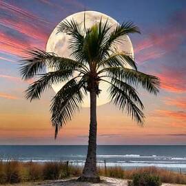 The Palm and the Sunset Moon by Kathy Baccari
