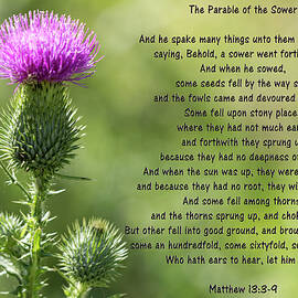 The Parable of the Sower - Thistle Wildflower  by Kathy Clark