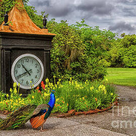The Peacock by the Clock by Teresa Jack