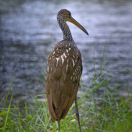 The Pensive Limpkin by Mark Andrew Thomas