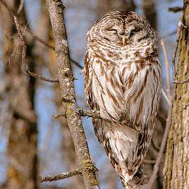 The Perfect Camouflage of a Lappish Owl by Lieve Snellings