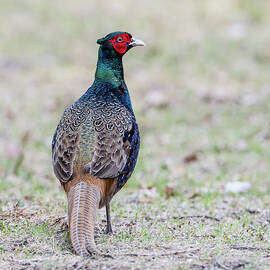 The Pheasant Beauty s back by Torbjorn Swenelius
