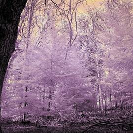 The Pink Woods by Neil R Finlay