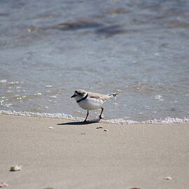 The Piping Plover by Brian Anziano