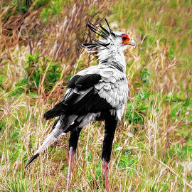 The Quirky Secretary Bird by Kay Brewer