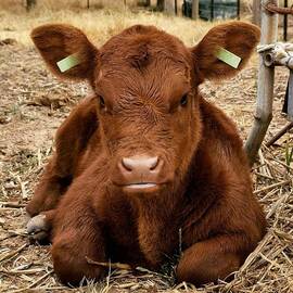 The Red Angus Calf