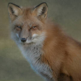The Red Fox Stare by Sylvia Goldkranz