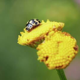The small one. Fourteen-spotted Lady Beetle by Jouko Lehto