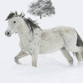 The Snow Kingdom