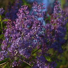 The Spring of the Lilac Flowers by Amalia Suruceanu