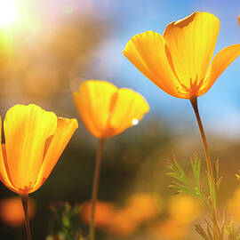 The Spring Poppy  by Saija Lehtonen
