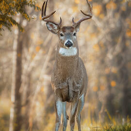 The Staring Buck by Roger Swieringa