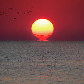 The Sun Kisses the Earth with Birds by Steve Rich