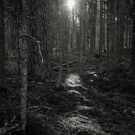 The Sun of the Forest bw by Jouko Lehto