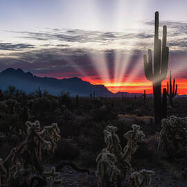 The Sun Still Shines In The Sonoran  by Saija Lehtonen