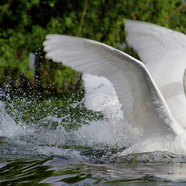 The Swan's Race Start by Soraya D'Apuzzo