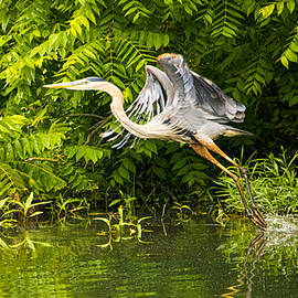 The Take Off Blue Heron by Gary Shindelbower