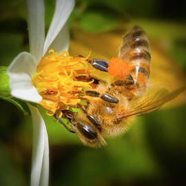 The Upside Down Honey Bee by Mark Andrew Thomas
