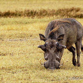 The Warthog by Kay Brewer
