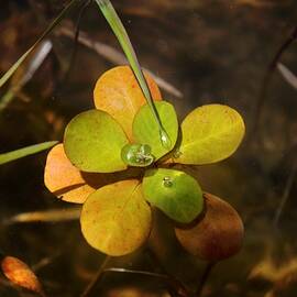 The Water's Flower by Soraya D'Apuzzo
