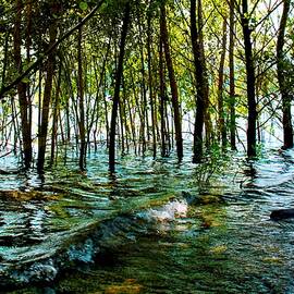 The Water's Forest by Soraya D'Apuzzo