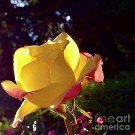 The yellow Rose by Kalpana Hebbar
