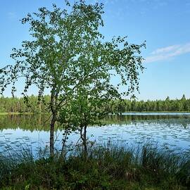 The young birch by the lake by Jouko Lehto