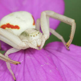 This colorful flower spider , Misumena vatia, patiently awaits p by Henk Wallays