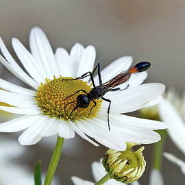 Thread Waisted Wasp on a Daisy Flower by Lyuba Filatova