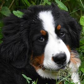 Three Clover Berner by Rebekah Schweizer