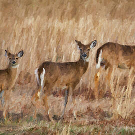 Three Deer In The Field by Cathy Kovarik