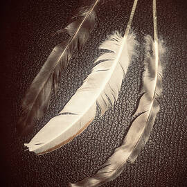 Three Feathers on Black Leather  by Shelli Fitzpatrick