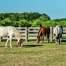 Three Horses by Cathy Kovarik