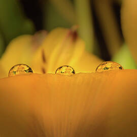 three in a row by Matt Halvorson
