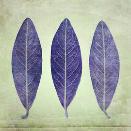 Three leaves - violet on celadon by Western Exposure