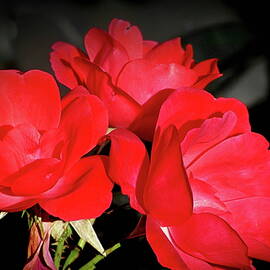 Three Red Roses by Lyuba Filatova
